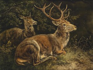 Red Deer